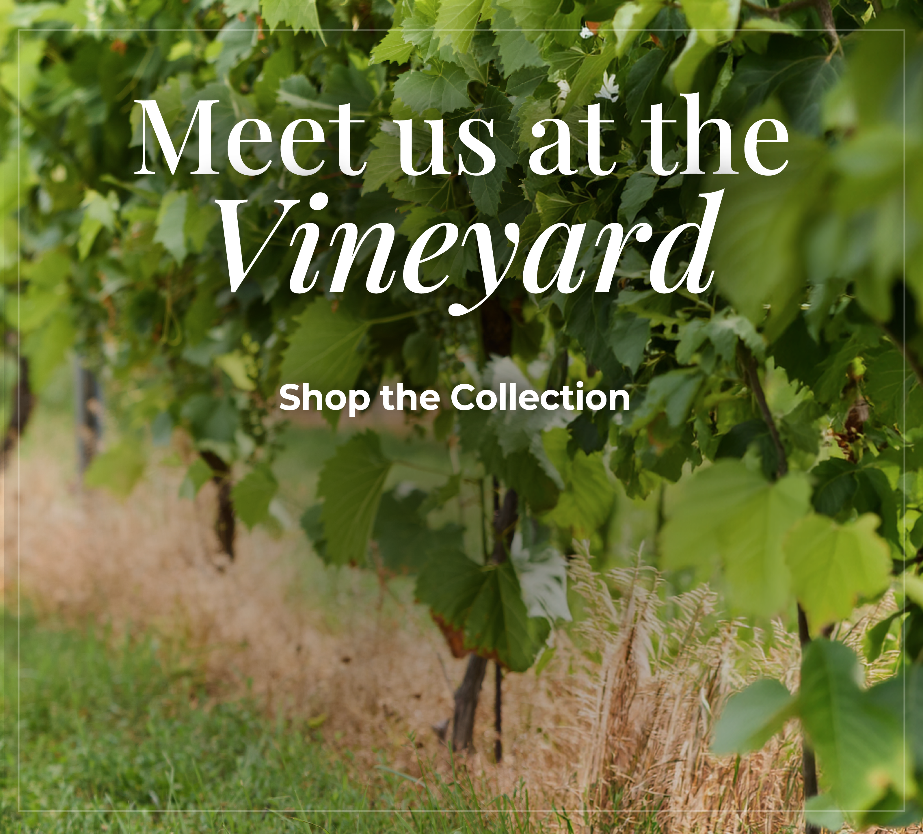 Meet Us at the Vineyard. Shop the collection.